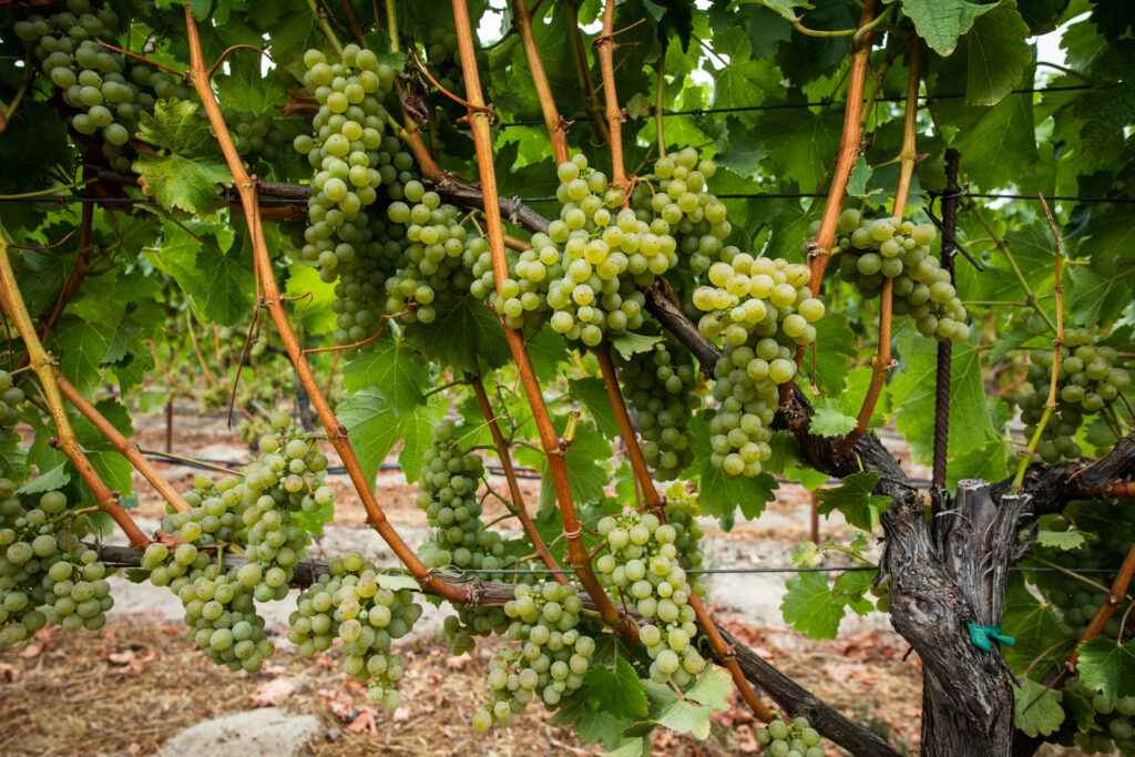 Maefield's Sauvignon Blanc grapes