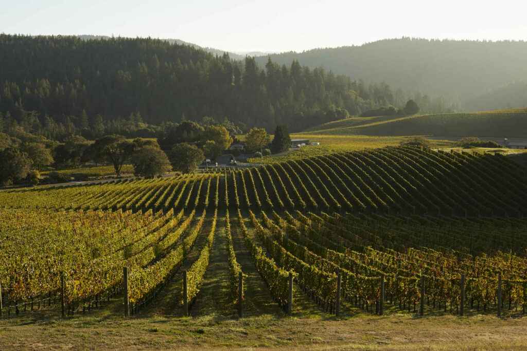 Dach vineyard