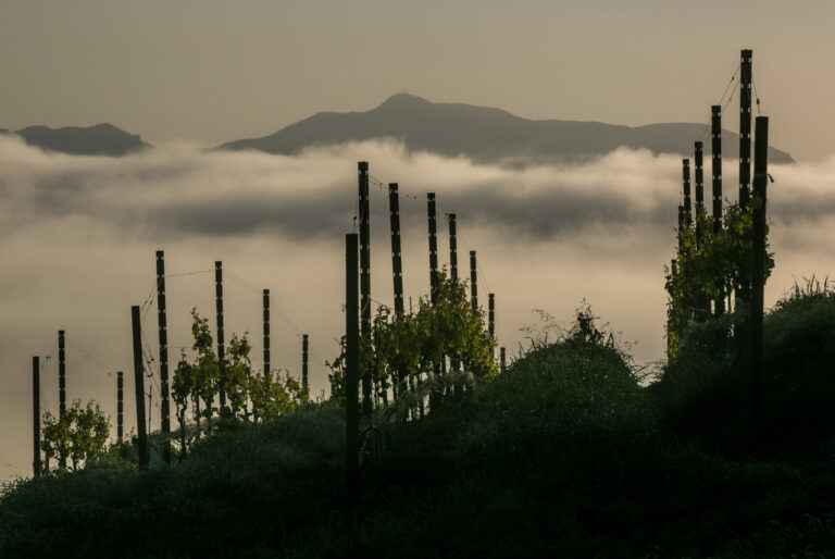 Bucher Vineyard in silhouette with fog and mountains