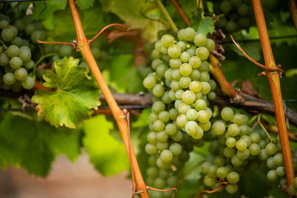 Maefield Sauvignon Blanc grapes