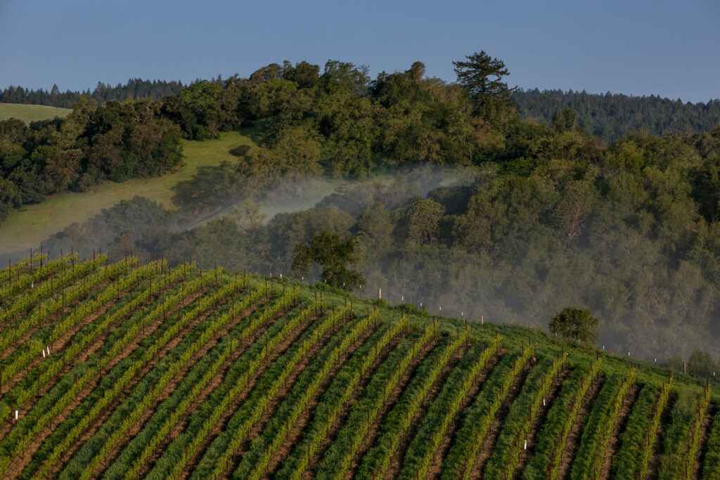 bucher vineyard with fog