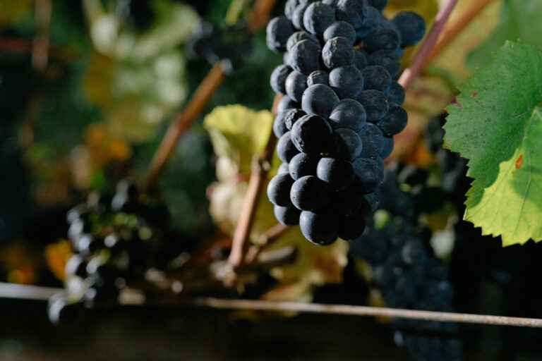 Klopp grape clusters