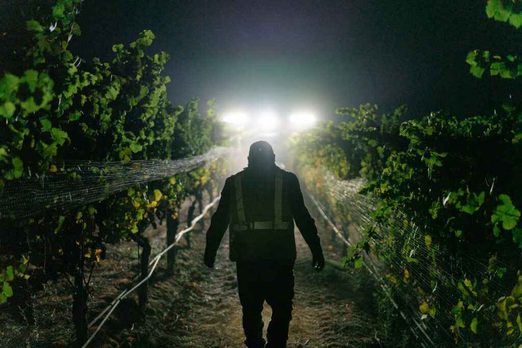 man walking through vineyard at night