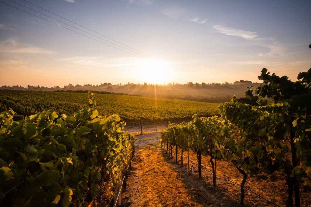 Meredith vineyard at sunrise
