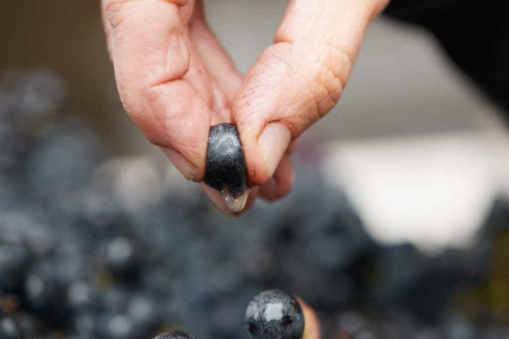 fingers pinching grape