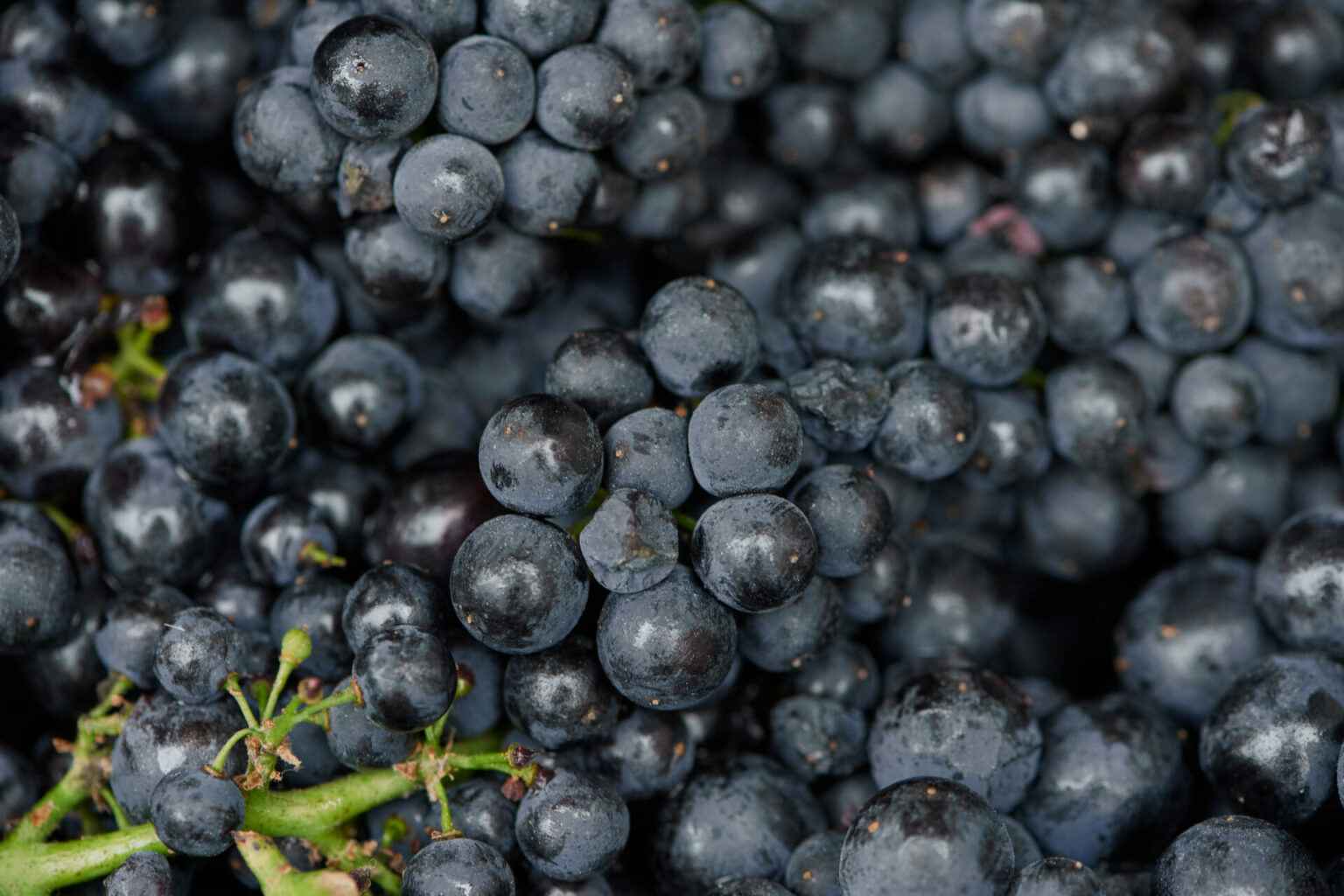 close up of Pinot Noir Grapes