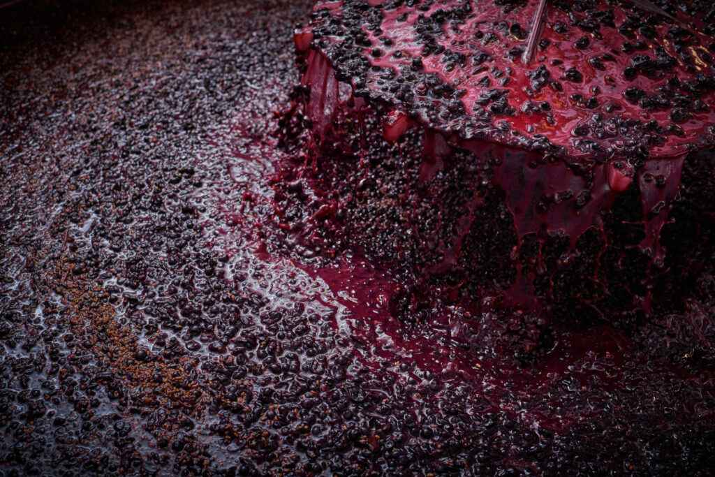 punching down purple grapes and juice