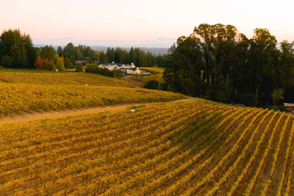 Warrens' Hill vineyard